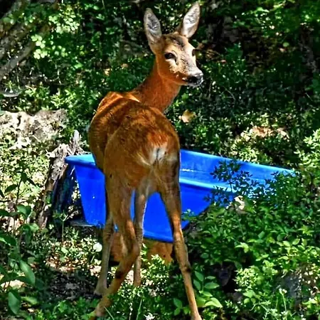 Kiara Διαμέρισμα