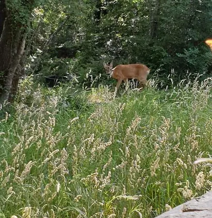 Apartment Kiara Kraljevica